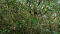 Very lush mangrove forest