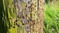 Very many ants in close up working busily on a wooden pole