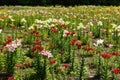 Very many colorful flowers of lilies Royalty Free Stock Photo