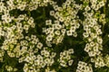 very many small white flowers top view