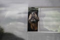 Very mean-looking dog sticks nose and as much of head as possible out of small opening in back of truck window - close up Royalty Free Stock Photo