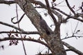 Ladder-backed woodpecker