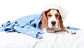 Very much sick dog on white background Royalty Free Stock Photo