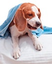 Very much sick dog on white background Royalty Free Stock Photo