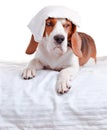 Very much sick dog on white background Royalty Free Stock Photo