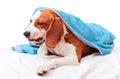Very much sick dog on white background Royalty Free Stock Photo