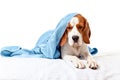 Very much sick dog on white background Royalty Free Stock Photo