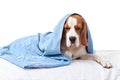 Very much sick dog on white background Royalty Free Stock Photo