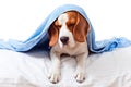 Very much sick dog on white background Royalty Free Stock Photo