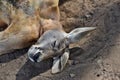 Very muscular and funny wild red kangaroo sleeping on the ground in Queensland