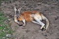 Very muscular wild red kangaroo lying on the ground in Queensland