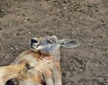 Very muscular wild red kangaroo lying on the ground in Queensland