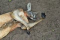 Very muscular wild red kangaroo lying with hand up on the ground in Queensland