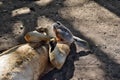 Very muscular wild red kangaroo lying with hand up on the ground in Queensland