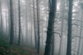 very mysterious and desolate atmosphere on a gloomy day in the dark woods with thick fog. pyrenees Royalty Free Stock Photo