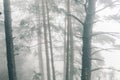 very mysterious and desolate atmosphere on a gloomy day in the dark woods with thick fog. pyrenees Royalty Free Stock Photo