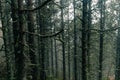 very mysterious and desolate atmosphere on a gloomy day in the dark woods with thick fog. pyrenees Royalty Free Stock Photo