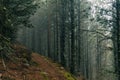 very mysterious and desolate atmosphere on a gloomy day in the dark woods with thick fog. pyrenees Royalty Free Stock Photo