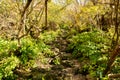 Very narrow stony mountain trail to Mount Myoken peak Mount Unzen among green trees in Unzen mountains, Japan