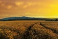 Road passes through wheat field with crop, against backdrop of valley of Rhodope Mountains and sunset sky Royalty Free Stock Photo