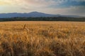 Road passes through wheat field with crop, against backdrop of valley of Rhodope Mountains and sunset sky Royalty Free Stock Photo