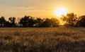 Road passes through wheat field with crop, against backdrop of valley of Rhodope Mountains and sunset sky Royalty Free Stock Photo