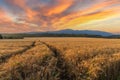 Road passes through wheat field with crop, against backdrop of valley of Rhodope Mountains and sunset sky Royalty Free Stock Photo