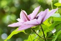 the very nce colorful spring clematis flower close up view in my garden Royalty Free Stock Photo