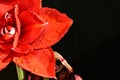 The very pretty red amaryllis close up in the sunshine