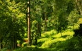 Very nice beautiful landscape of the kodaikanal bryant park.