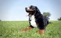 Very nice Bernese Mountain Dog in the park Royalty Free Stock Photo