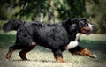 Very nice Bernese Mountain Dog running on the nature Royalty Free Stock Photo