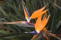 Big orange flower. Strelitzia reginae.Die grosse orange Blume. Royalty Free Stock Photo