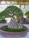 Very nice Bonsai tree
