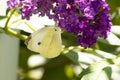 very nice butterfly on a colorful lilac flower in my garden
