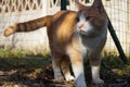 Orange cat in a garden Royalty Free Stock Photo