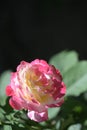 The very nice colorful summer rose flower ose up view
