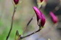 the very nice colorful garden spring bud magnolia flower Royalty Free Stock Photo