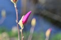the very nice colorful garden spring bud magnolia flower close up view Royalty Free Stock Photo