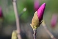 the very nice colorful garden spring bud magnolia flower close up view Royalty Free Stock Photo