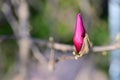 the very nice colorful garden spring bud magnolia flower close up view Royalty Free Stock Photo