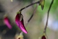 the very nice colorful garden spring bud magnolia flower close up view Royalty Free Stock Photo