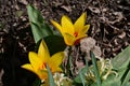 the very nice colorful garden spring tulip flower close up view Royalty Free Stock Photo