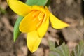 the very nice colorful garden spring tulip flower close up view Royalty Free Stock Photo