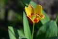 the very nice colorful garden spring tulip flower close up view Royalty Free Stock Photo