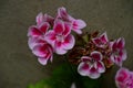 very nice colorful geranium flower from close in the sunshine