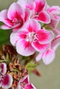 very nice colorful geranium garden flower from close in the sunshine