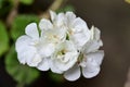 very nice colorful geranium garden flower from close in the sunshine