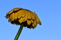 The very pretty colorful gerber flowers close up Royalty Free Stock Photo