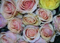 Very pretty colorful glowing roses close up Royalty Free Stock Photo